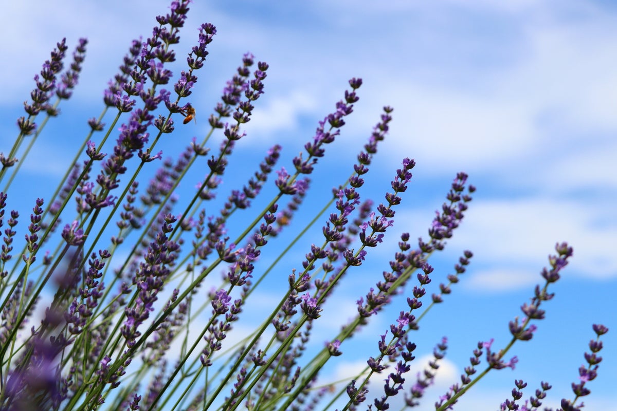 Lavender field in Ranzan Town